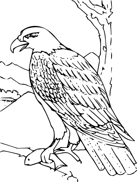 450x597 Bald Eagle Clipart Line Drawing