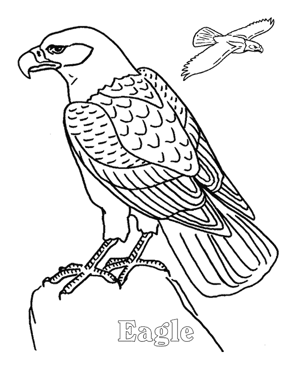 612x792 Eagle Coloring Page
