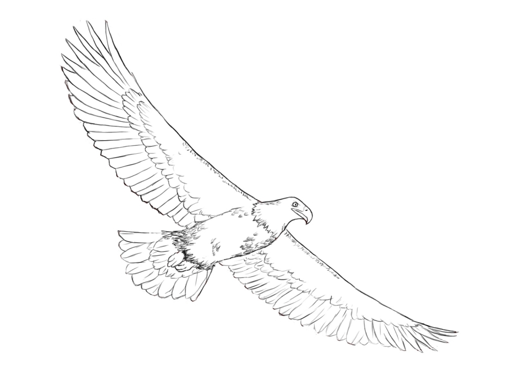1024x768 How To Draw A Eagle How To Draw An Eagle Draw Central