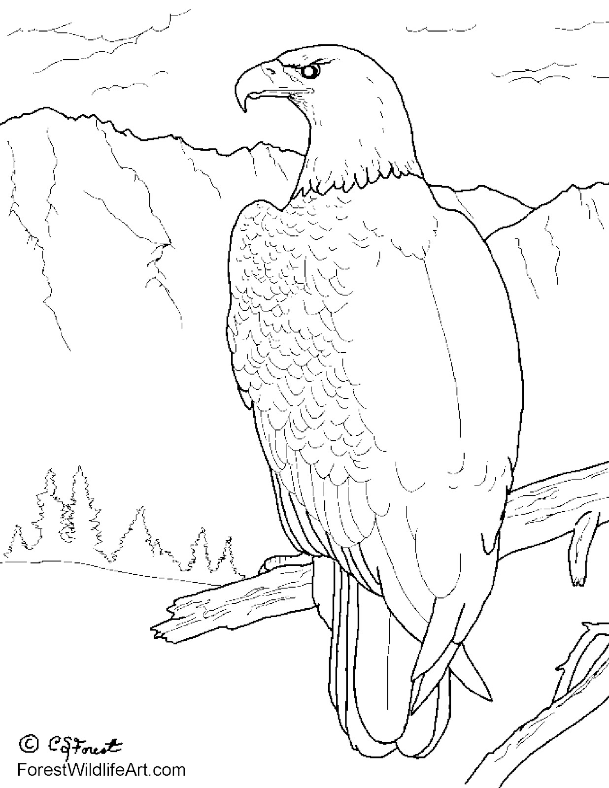 1236x1600 How To Draw An Eagle R For Kids