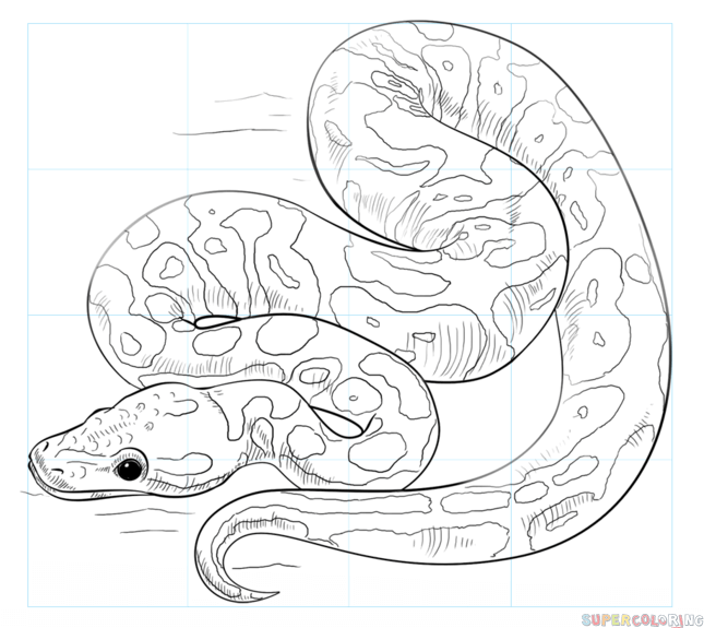 645x575 How To Draw A Ball Python Step By Step Drawing Tutorials