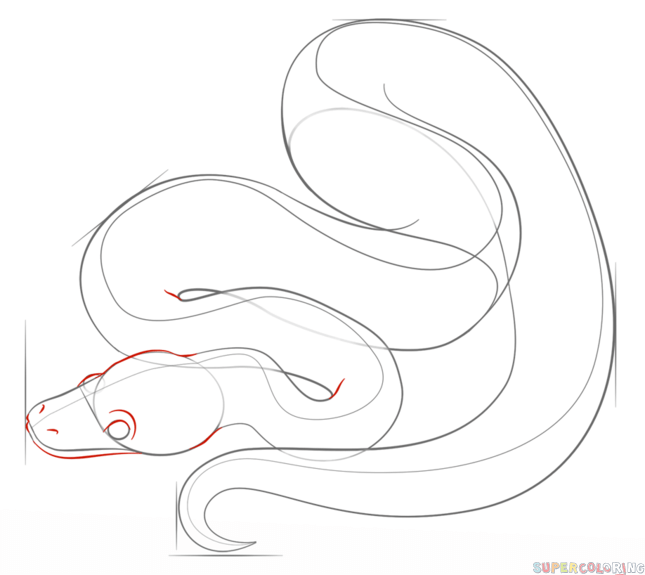 645x575 How To Draw A Ball Python Step By Step. Drawing Tutorials For Kids