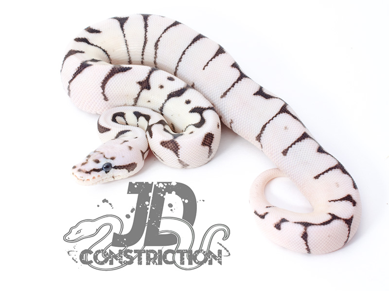 800x600 Axanthic Fire Bee