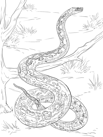 360x480 Snakes Coloring Pages Free Coloring Pages