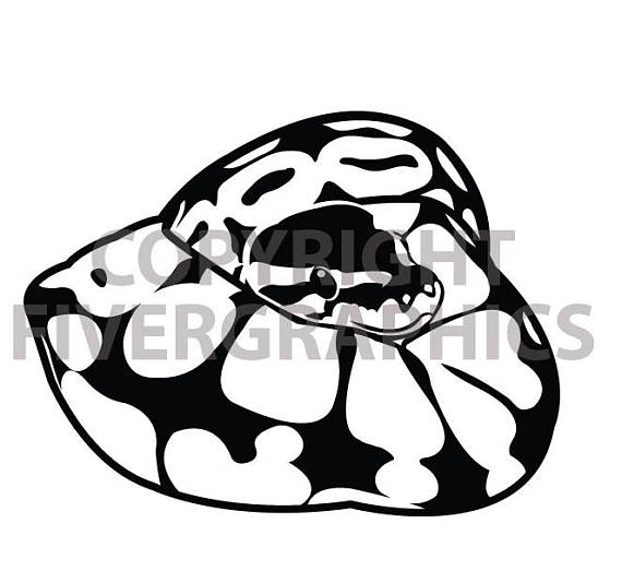 570x523 The Original Ball Python Decal