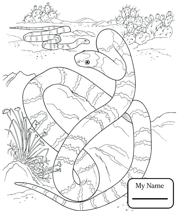 614x734 Reptiles Coloring Pages