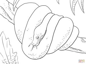 300x225 Download Ball Python Coloring Page