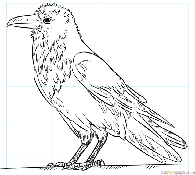 639x575 How To Draw A Raven Step By Step Drawing Tutorials