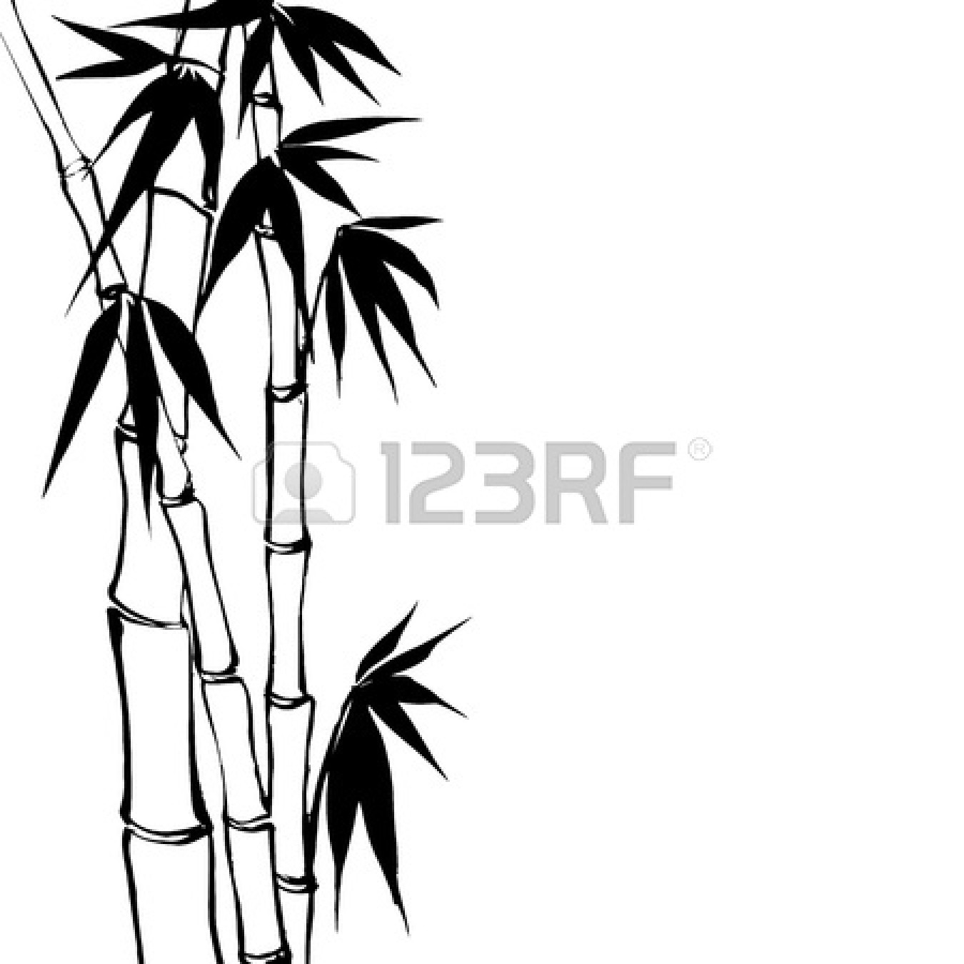 1350x1350 Bamboo Line Drawing Illustrations Illustrations