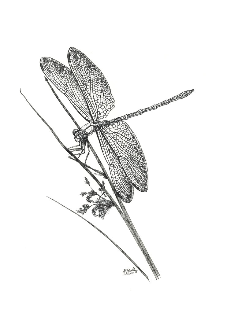 791x1024 Dragonfly And Trout Pen Amp Ink In Bamboo Fishing Photos Amp Stories