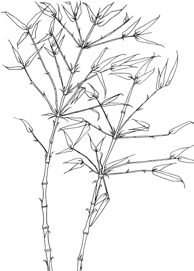 384x535 Bamboo For You! Vegan Organic Network