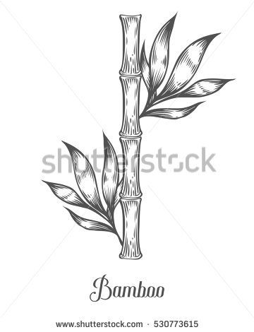 360x470 Drawn Background Bamboo