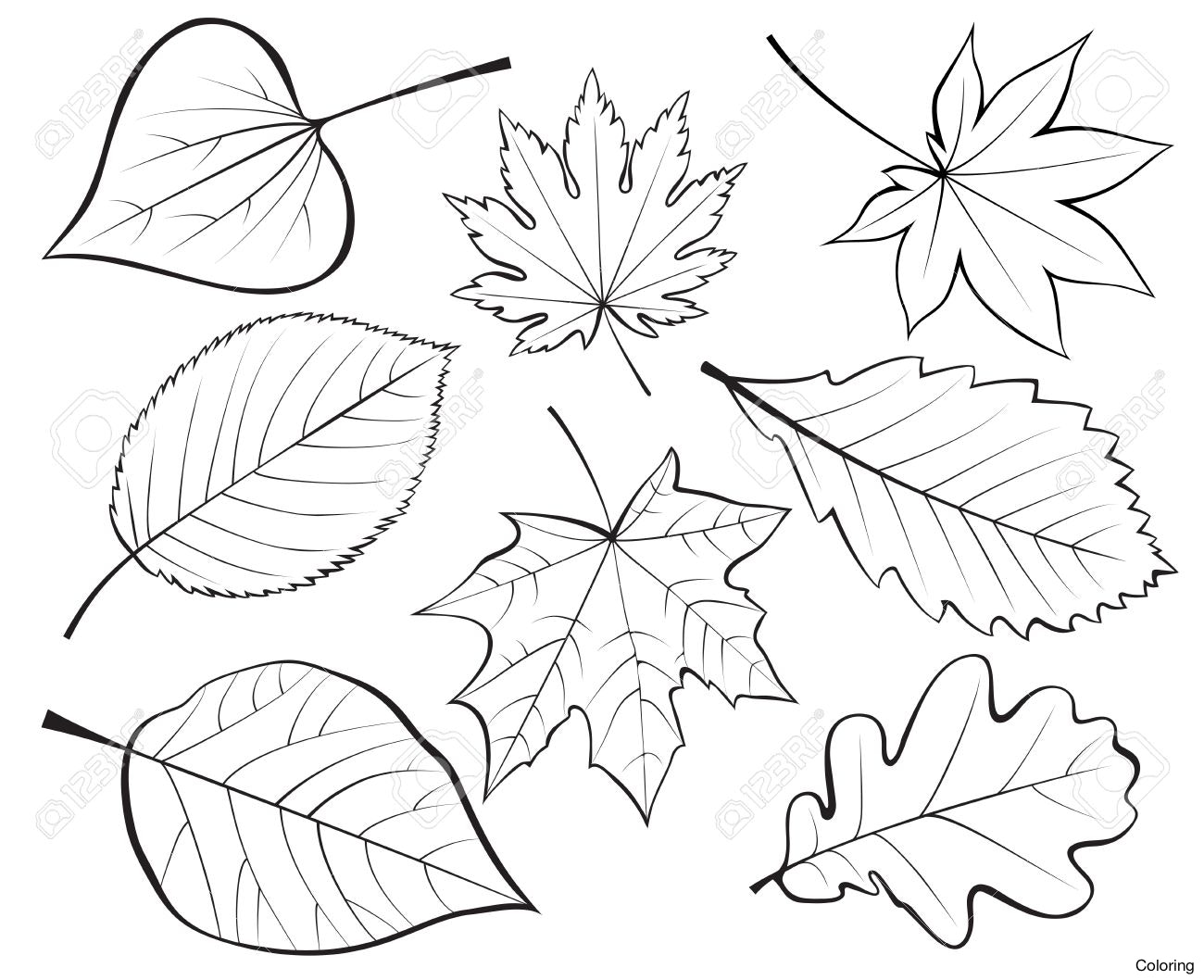 1300x1058 Hd Stock Vector Bamboo Leaves Drawing Of Coloring 21f Falling
