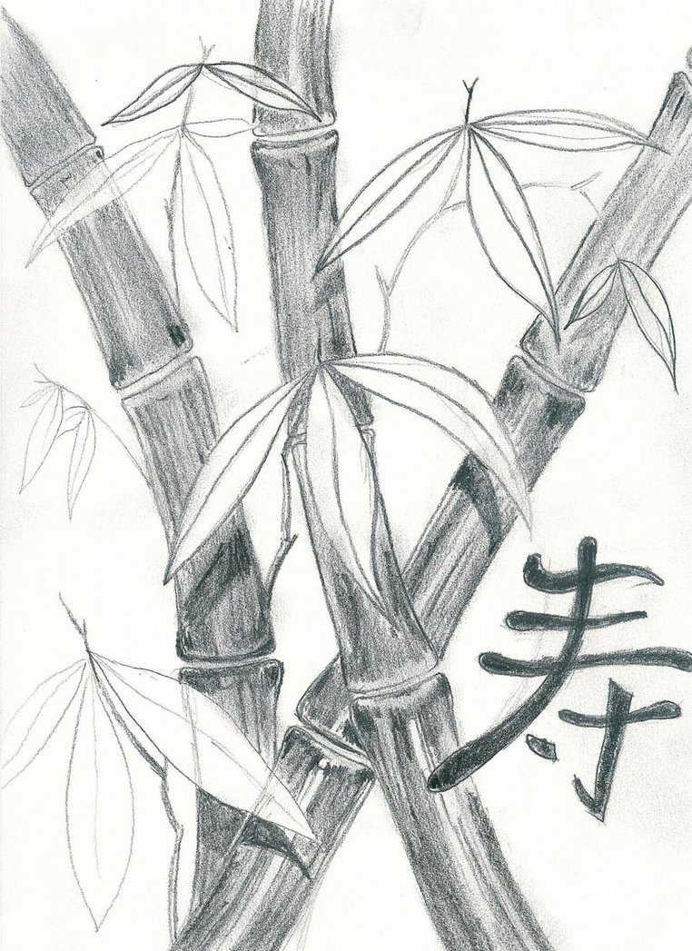 Bamboo Drawing at GetDrawings | Free download