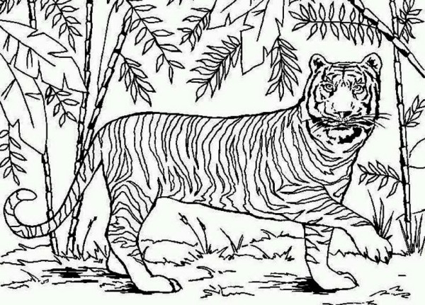 600x431 An Asian Tiger In Bamboo Forest Coloring Page