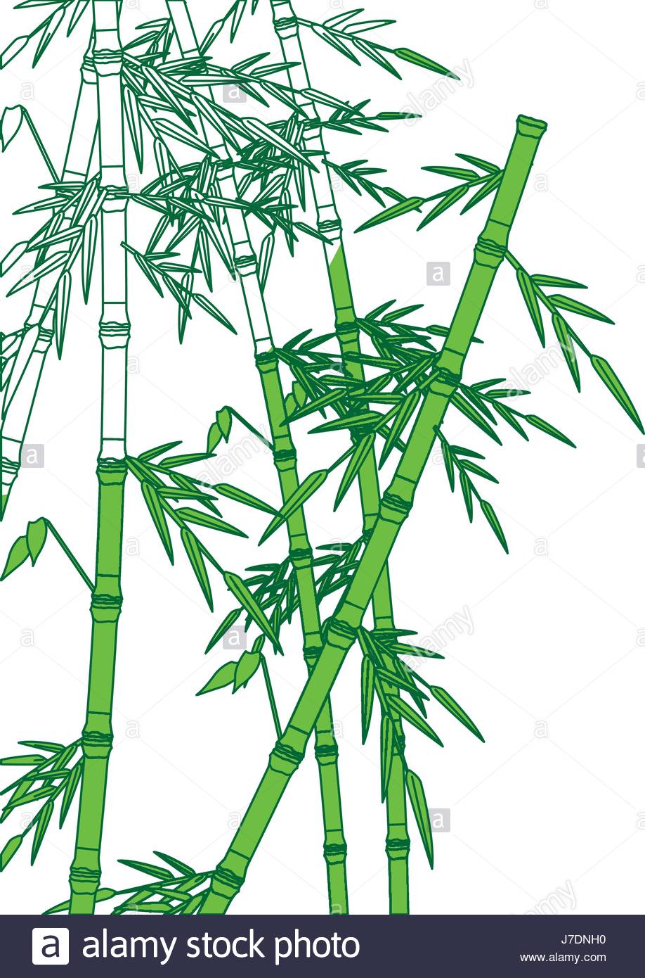 918x1390 Bamboo Forest Set. Spa Nature. Plant Tree With Leaves Stock Vector