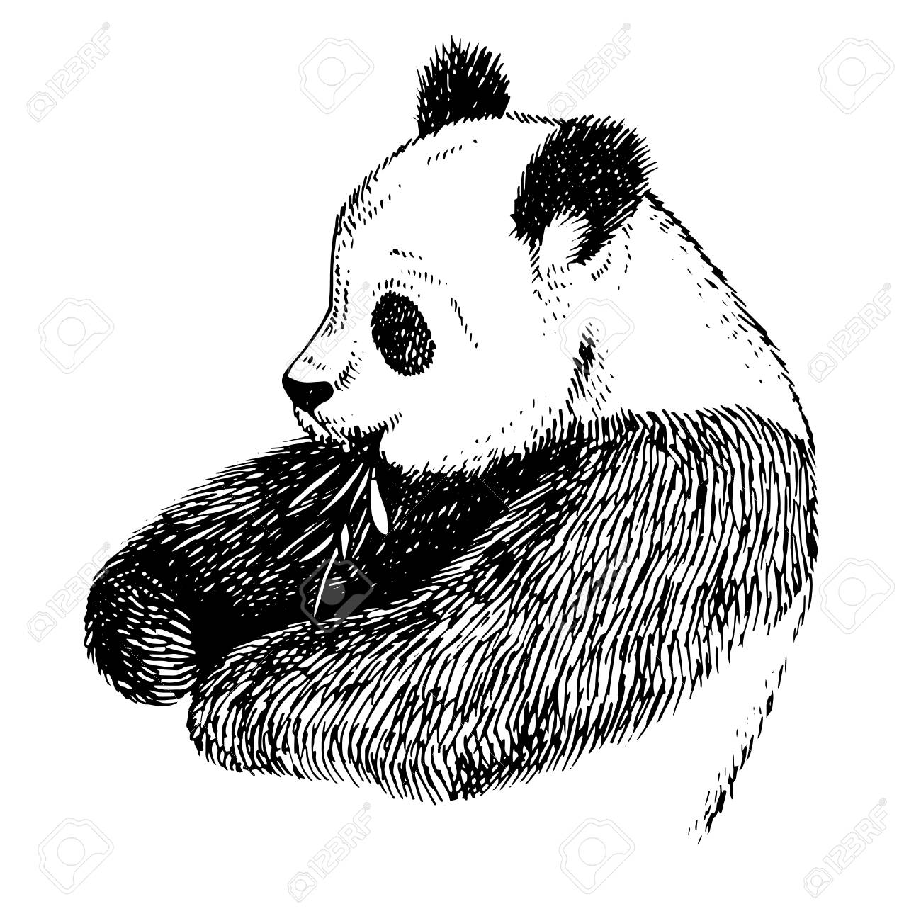 1300x1300 Sketch Panda With Bamboo. Engrave Ink Draw Panda Illustration