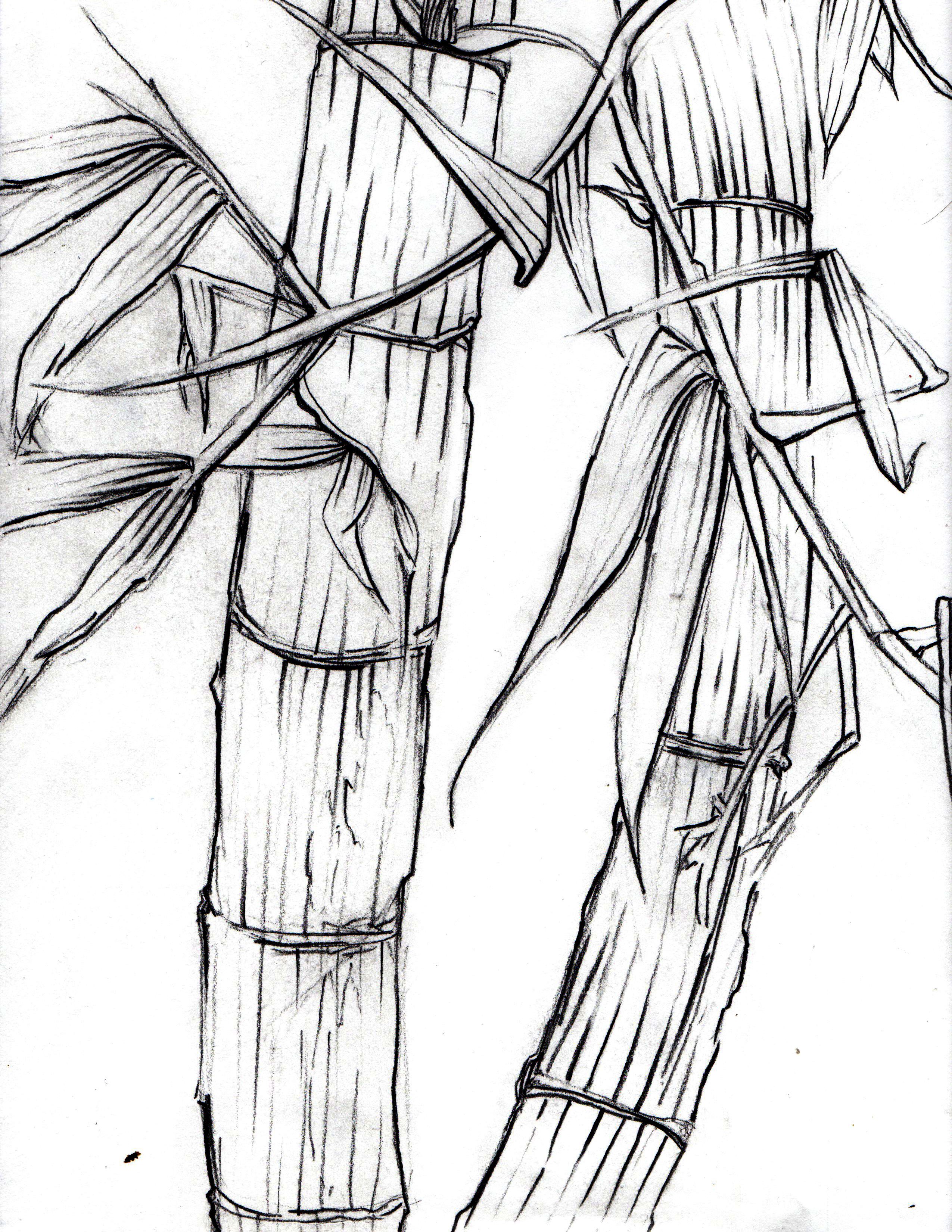 2550x3300 Bamboo (Contour Line Drawing) Jesse Talks