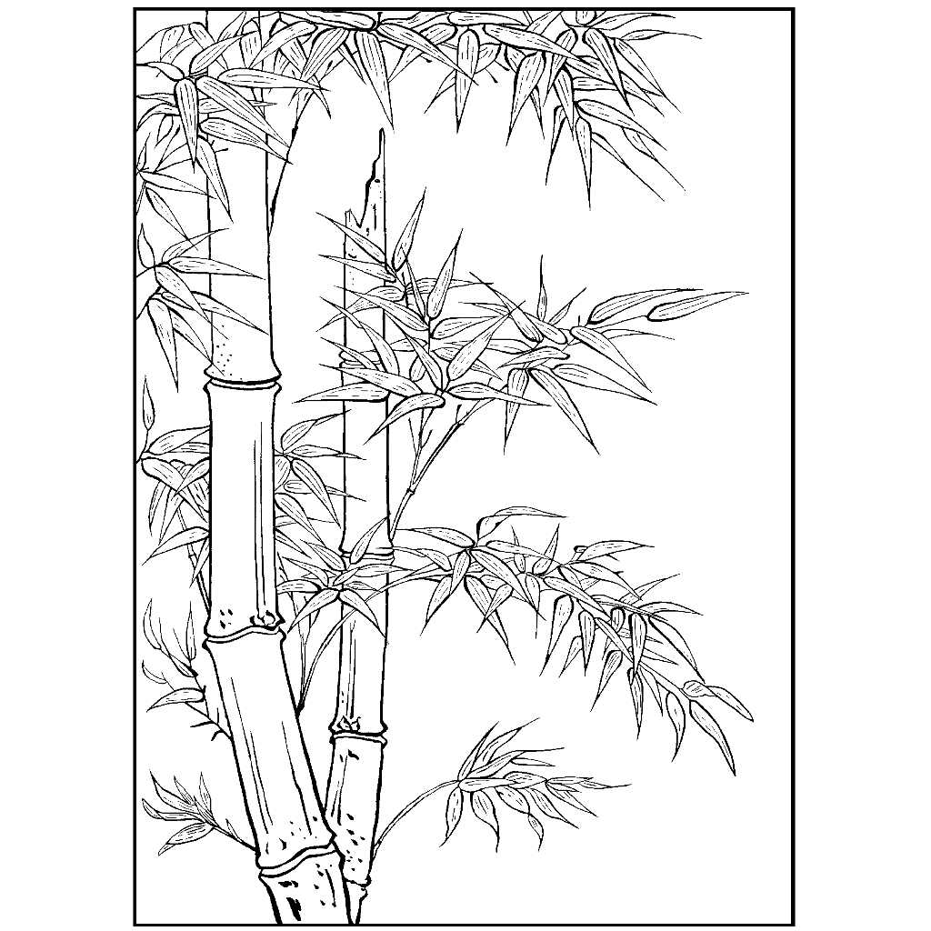 1024x1024 Bamboo 612r