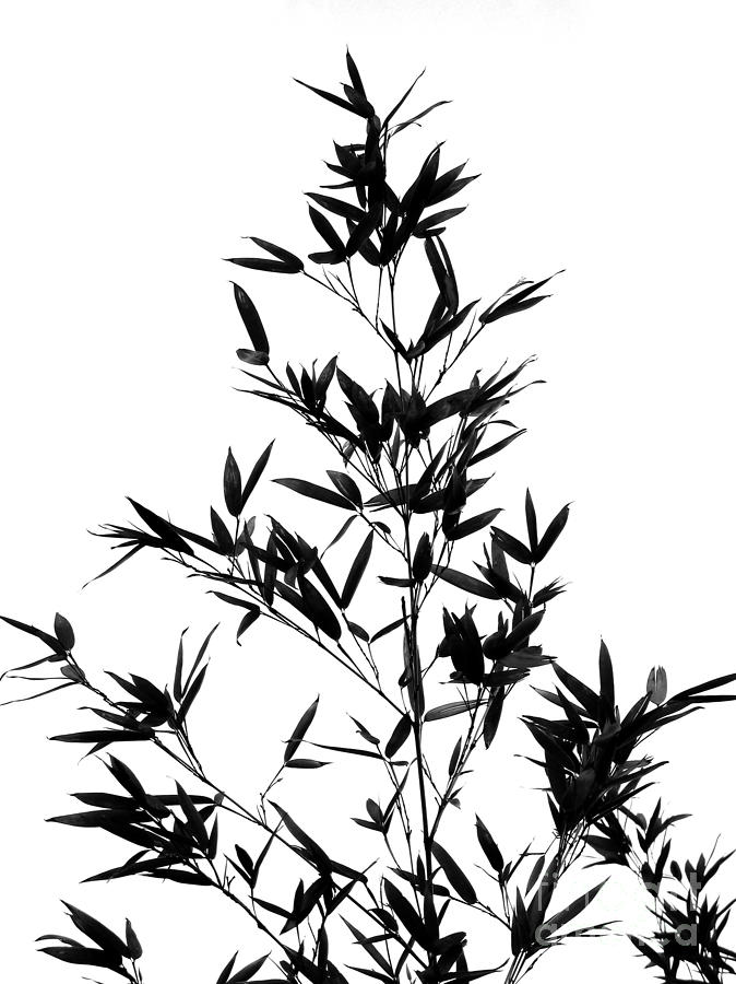 674x900 Bamboo Tree And Leaves Photograph By Yali Shi