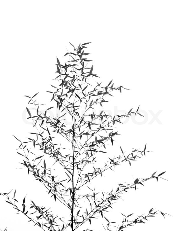 655x800 Bamboo Tree Outline Stock Photo Colourbox