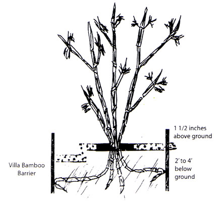 Bamboo Tree Drawing at GetDrawings | Free download