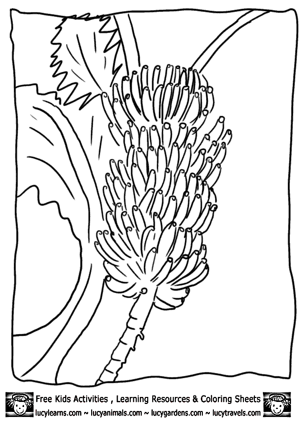 603x848 Banana Tree Coloring Pages