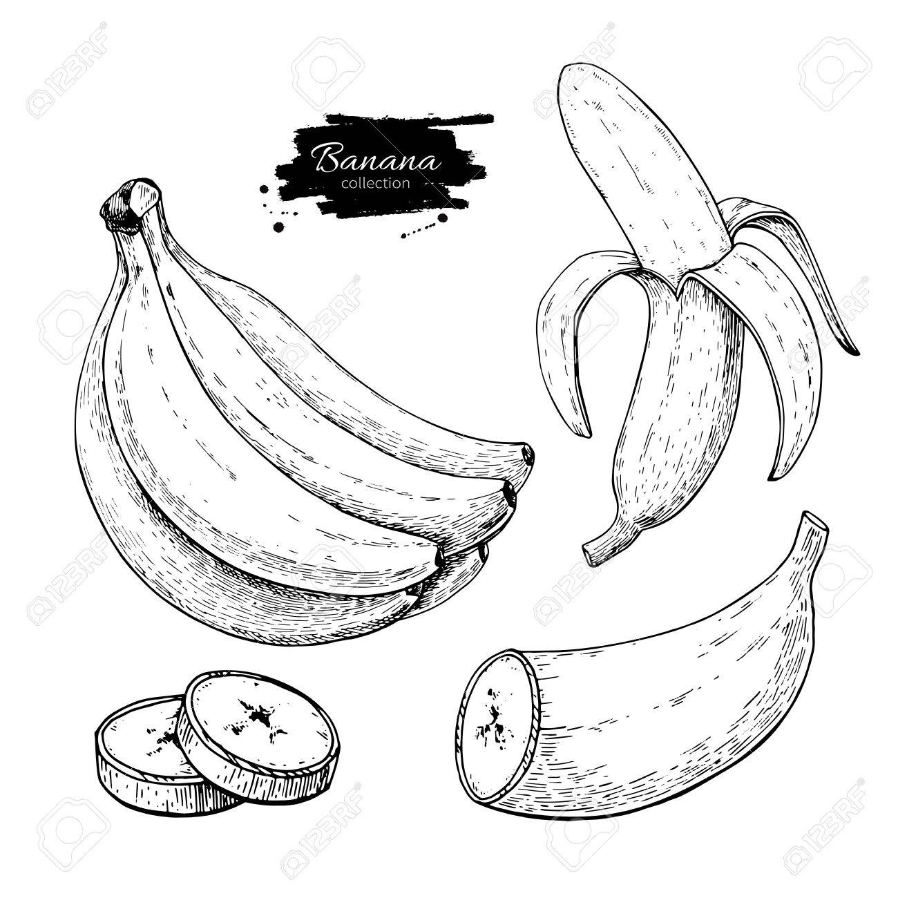 1300x1300 Banana Set Vector Drawing. Isolated Hand Drawn Bunch, Peel Banana