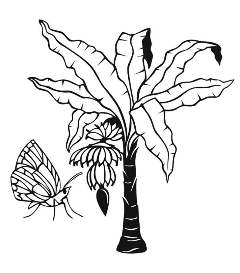 791x900 Bunch Of Bananas On Banana Tree Coloring Page Free Printable Kids