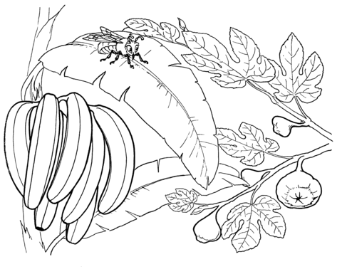 480x385 Bunch Of Bananas On