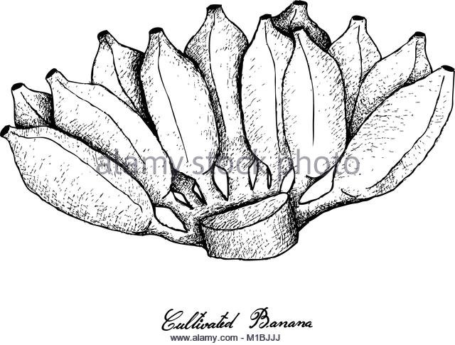 640x485 Cultivated Banana Black And White Stock Photos Amp Images