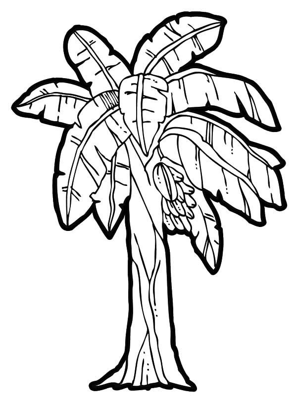 600x819 Banana Tree Coloring Page Coloring Page For Kids