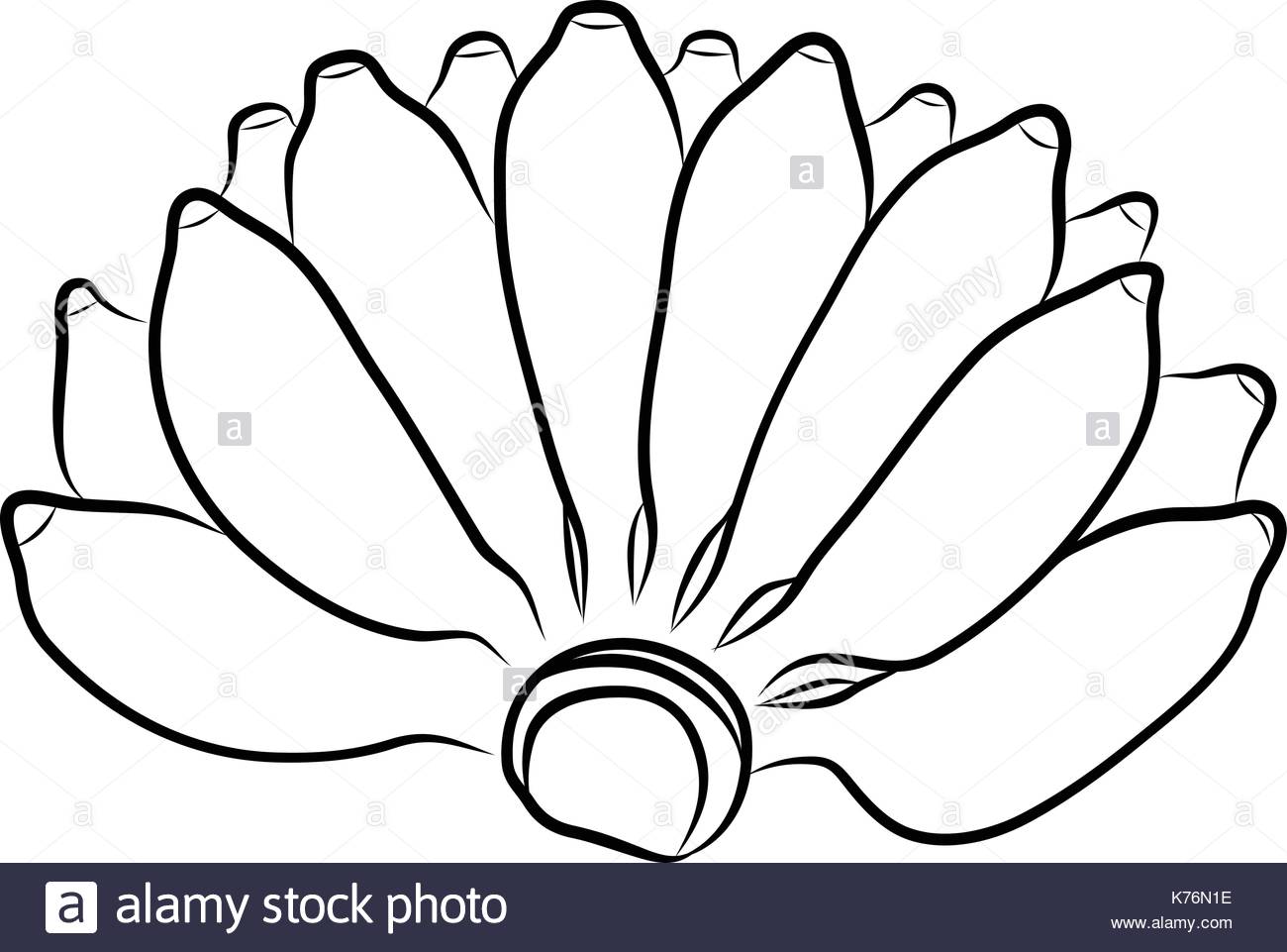 1300x961 Banana Line Drawing Stock Photos Amp Banana Line Drawing Stock