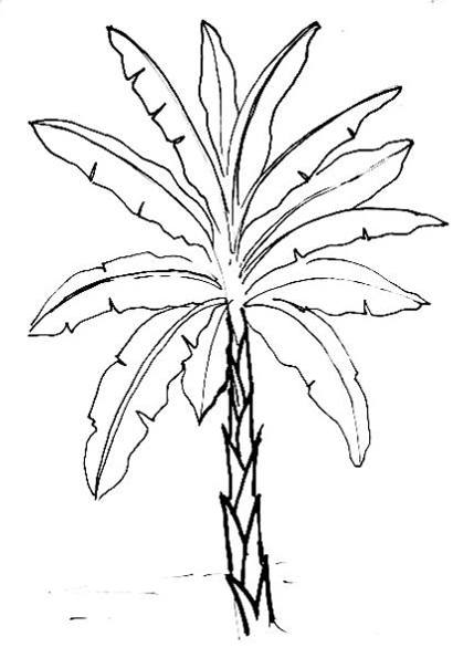 429x595 How To Draw A Banana Plant