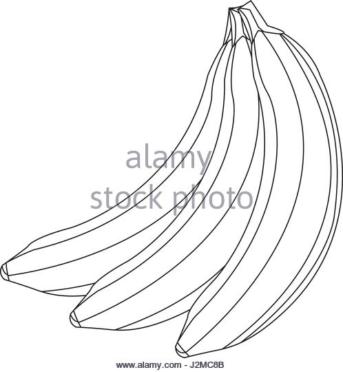 498x540 Banana Line Drawing Stock Photos Amp Banana Line Drawing Stock