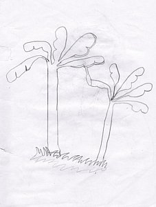 227x300 Banana Trees Drawings Fine Art America