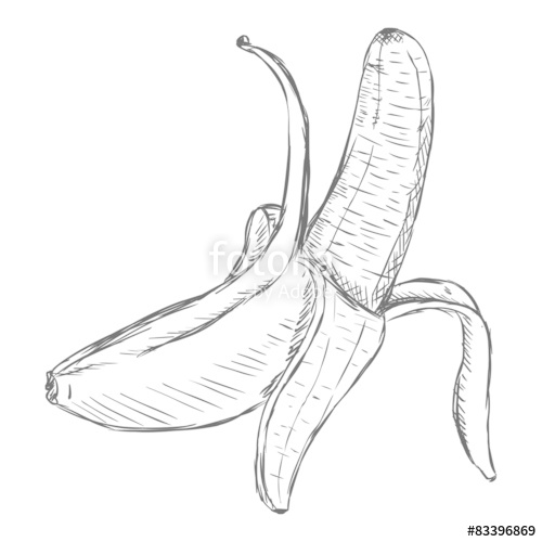 500x500 Vector Single Sketch Peeled Banana Stock Image And Royalty Free