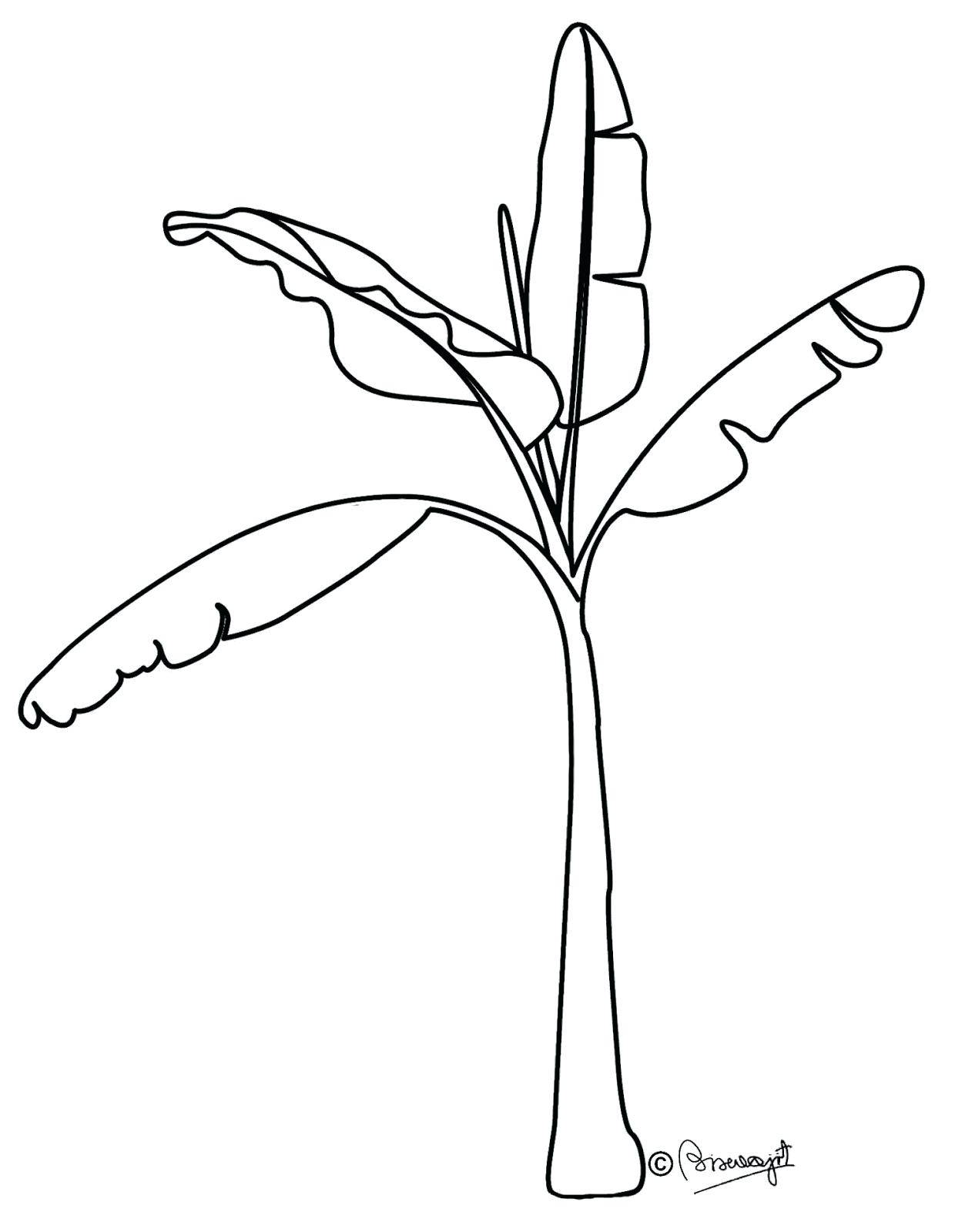 1240x1600 Coloring Banana Coloring Page Tree Drawing Free Download Clip Art