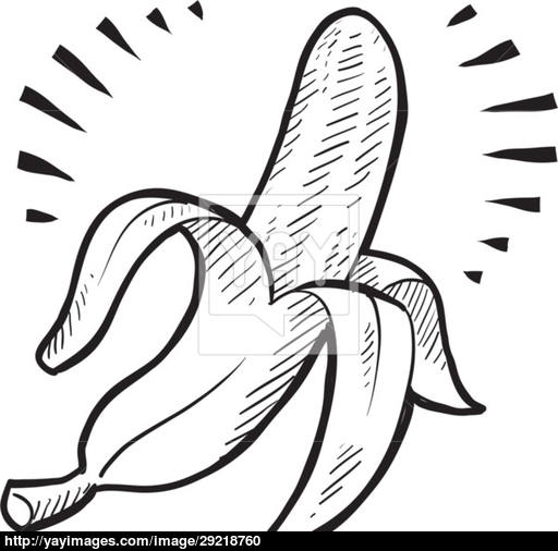 512x506 Banana Vector Sketch Vector