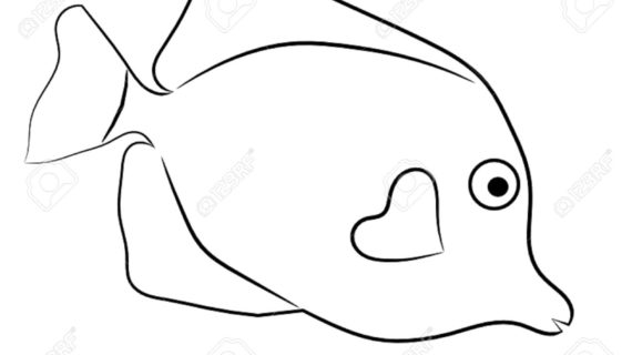 570x320 Outline Drawing Of Fish Detailed Illustration Of A Star Fish