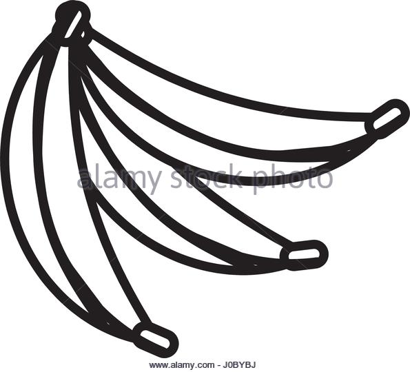 595x540 Banana Line Drawing Stock Vector Images
