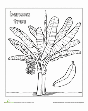 301x378 Banana Tree Coloring Page Worksheets, Bananas And Adult Coloring