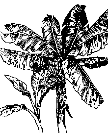 220x269 Banana Fruit Facts