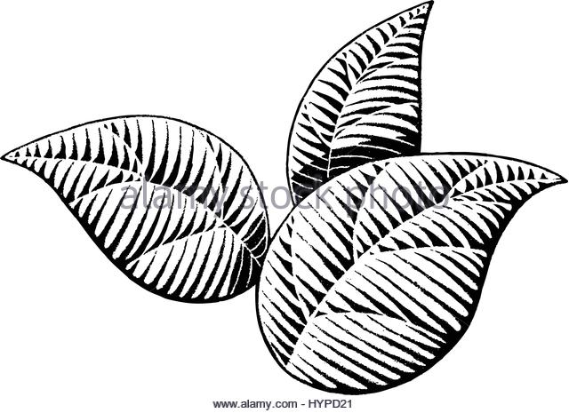 640x465 Ink Drawing Leaf Stock Photos Amp Ink Drawing Leaf Stock Images