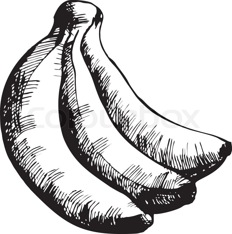 792x800 Vector Drawing Of Banana Stylized As Engraving. Stock Vector