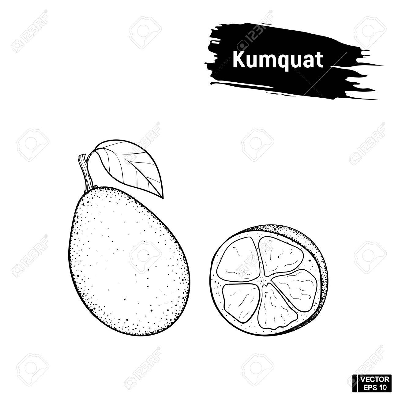 1300x1300 Vector Image. Black And White Sketch Of Exotic Fruit. Kumquat
