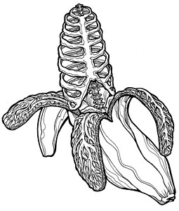 255x300 Banana Peel Art Fine Art America