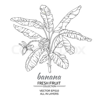 320x320 Banana Tree Stock Vector Colourbox