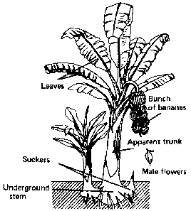 268x297 Description Of The Banana Plant