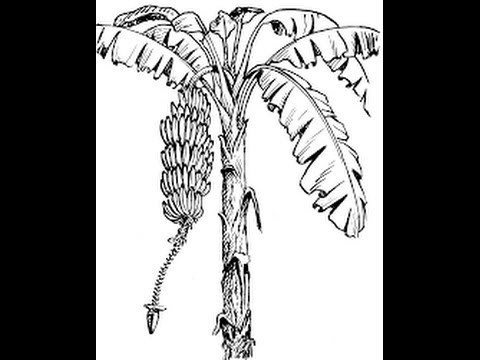 480x360 How To Draw A Banana Real And Easy